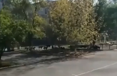 Соцсети: в Ростове стая агрессивных собак оккупировала территорию возле школы