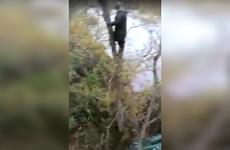 В Хабаровском крае медведь напал на рыбаков и загнал их на деревья