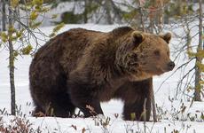 В Чите застрелили медведя, забравшегося на торговую базу