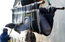 Всех белух из «китовой тюрьмы» выпустили в море