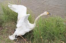 В Нарьян-Маре состоится семинар, посвящённый сохранению и защите лебедей