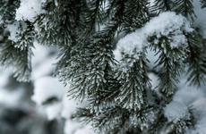 В Нарьян-Маре 27 ноября пройдёт круглый стол, посвящённый новогоднему декору