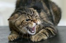 В падении семилетней россиянки из окна обвинили кота