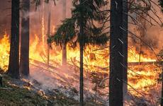 Площадь лесных пожаров в ХМАО снизилась в 3 раза до 9 га