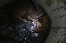 Спасатели на Ставрополье достали из канализационного люка пса