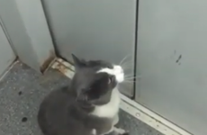 В Пятигорске живёт кот, который ездит на лифте