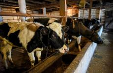 В Ненецком округе продолжает расти валовое производство молока
