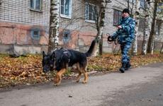 Происшествия: Трех потерявшихся в ночной Вологде девочек нашел полицейский пес