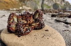 Причину выброса морских животных на берег назвали в Камчатгидромете