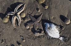 СК возбудил уголовное дело по факту загрязнения на Камчатке