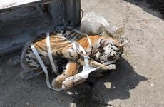 Тушу тигра обнаружили в морозильной камере у пенсионера в Пластуне (ПОДРОБНОСТИ)