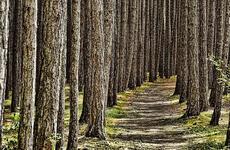 В Курской области проведут осеннюю посадку деревьев