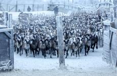 В Ненецком автономном округе заготовлено более 100 тонн оленины