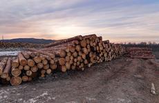 Готовность отказа от продажи необработанной древесины проверил Михаил Дегтярёв