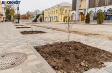 Критиковал Варламов: саженцы в центре Таганрога заменят на крупные деревья В Ростовской области ввели специальный «антикоронавирусный» телефон