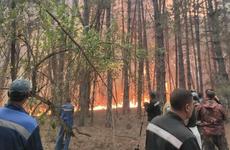 В Ростовской области из-за угнанной машины произошел крупный лесной пожар