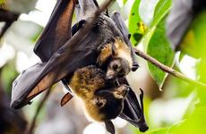 Очевидцы сняли массовую гибель летучих мышей в Астрахани