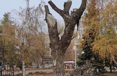 В Комсомольском саду Волгограда вырубят 33 дерева