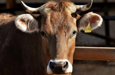 Житель Ставрополья незаконно получил грант на 15 миллионов рублей