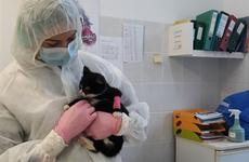 Неравнодушные жители Устьянского района помогли бездомным животным