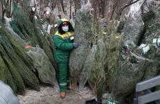 Эксперты Роскачества рассказали, как выбрать натуральную елку в преддверии Нового года