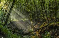 Власти Ставрополя пообещали сохранить Мамайский лес