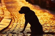 На Ставрополье водитель сбил насмерть женщину и скрылся