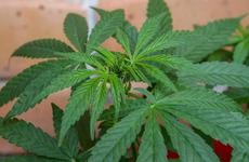 В Нефтекумском городском округе окончено расследование уголовного дела о незаконном хранении наркотических средств