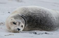 На берегу Каспийского моря нашли 17 мертвых тюленей в горе мусора