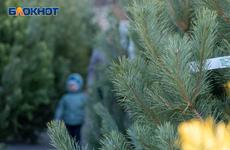 В Волгоградской области начались рейды по охране хвойных деревьев