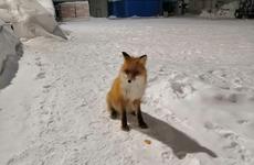 В Нарьян-Маре участились случаи появления лисиц