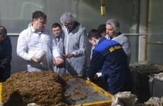 Производство грибов вешенок в Шекснинском районе Вологодской области увеличится более, чем в 4 раза.