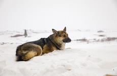 В Ненецком округе ветстанция выпустила нескольких животных в прежние места обитания