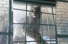 Природоохранная прокуратура проводит проверку по факту убийства рыси в Биробиджане