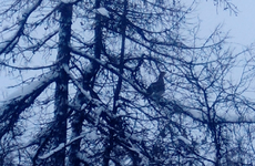 В Ненецком округе завершён государственный учёт численности объектов животного мира