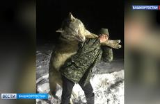В Башкирии сельчане застрелили волка-гиганта