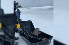 Сахалинские МЧСники пришли на помощь нерпе