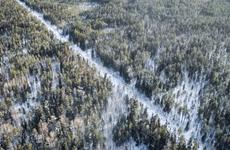 Более 800 вековых сосен вырубят под детскую больницу на Коханского в Чите — источник