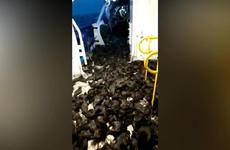 Сотни буревестников оказались в плену на судне в сахалинском порту
