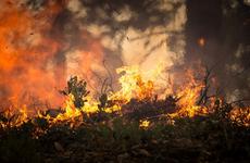 Одиннадцать природных пожаров действуют в Амурской области