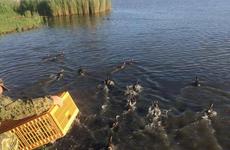 В Ростовской области выпустили 400 уток-крякв в естественную среду обитания