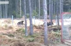 Медведи приходят в магаданские поселки