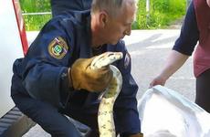В Кинешме рядом со школой поймали двухметрового питона