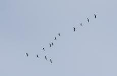 В Ненецком округе за 5 лет количество выданных разрешений на охоту увеличилось на 70%