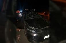 Замглавы одного из крупнейших заводов Рязани погиб в столкновении с лосем