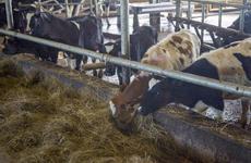 Кормозаготовительная кампания в Ненецком округе выполнена на 27%