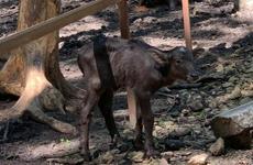 Буйволенок впервые родился в ставропольском зоопарке