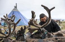 Семьи оленеводов получат квартиры в Оме