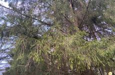 84-летнюю заблудившуюся вологжанку нашли в лесу волонтеры