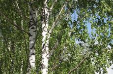 На площадке НЗМУ в Находке не нашли редких деревьев